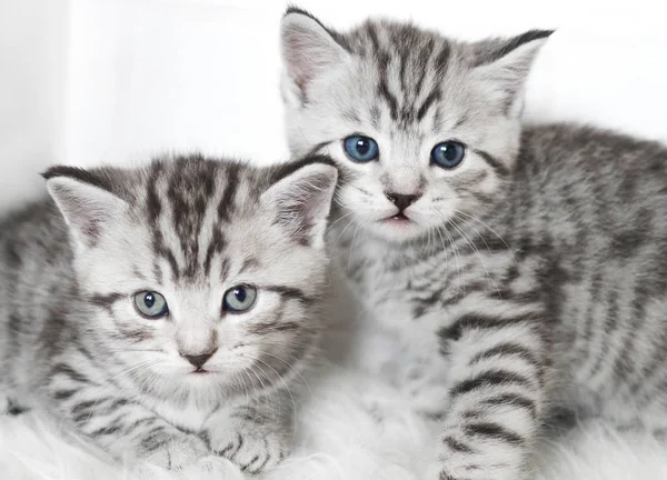İki sevimli yavru kedi. — Stok fotoğraf