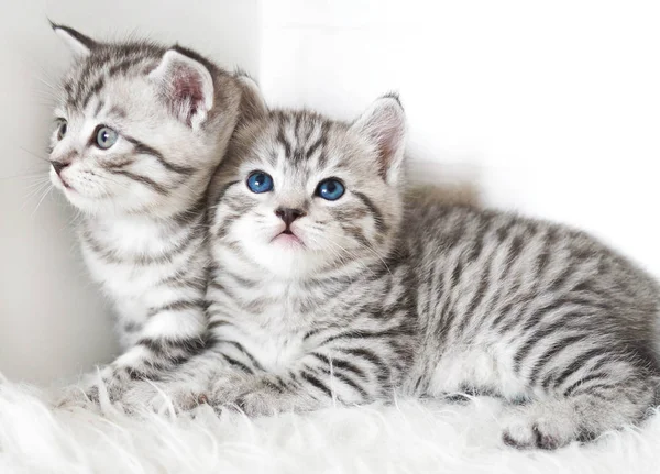 Los gatitos son hermosas rayas — Foto de Stock