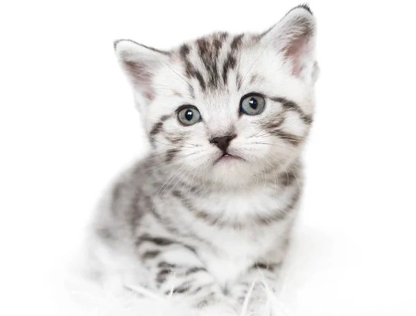 Cute kitten is sitting. Striped kitten. — Stock Photo, Image