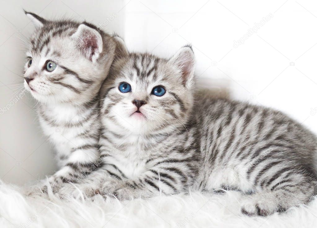  Kittens are beautiful striped