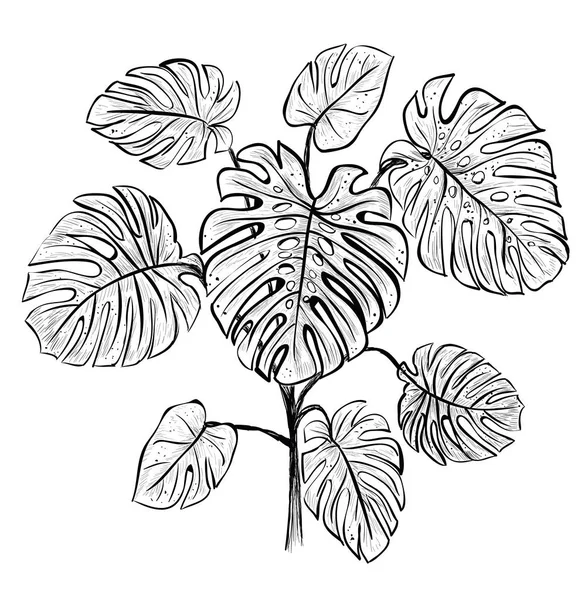 Paume tropicale branche Monstera . — Image vectorielle