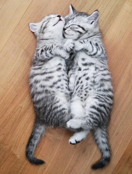Beautiful kittens sleep on the back.