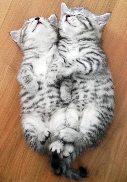Красиві кошенята сплять на спині . — стокове фото