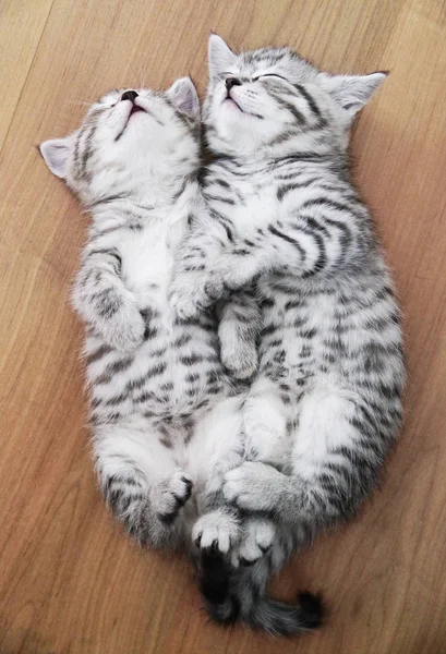 Красиві кошенята сплять на спині . — стокове фото
