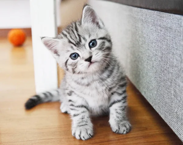 Mooie kitten portret. — Stockfoto