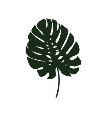 Monstera bir tropikal bitki kroki siyah bırakır. 