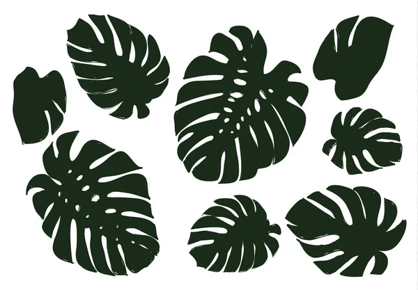 Feuilles de Monstera d'une plante tropicale croquis noir . — Image vectorielle