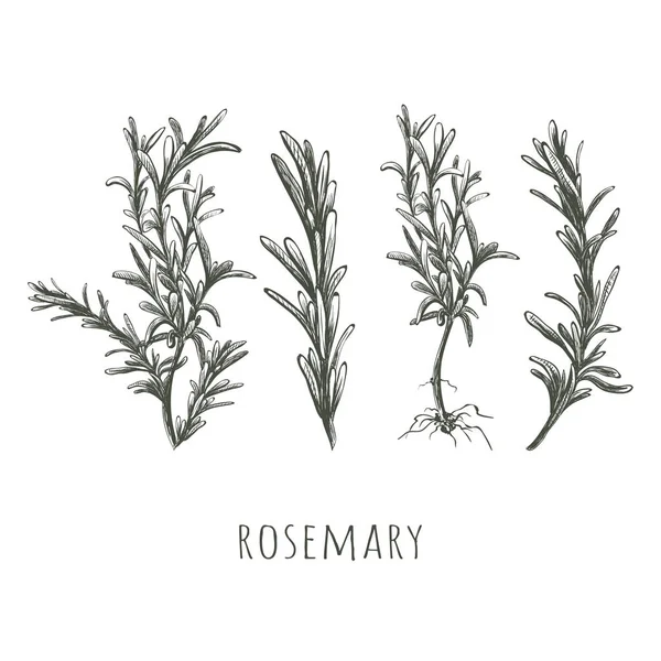 Rosemary skiss uppsättning vektor illustration. — Stock vektor