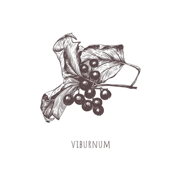 Vektorzweig Viburnum oder Drosselrose. — Stockvektor