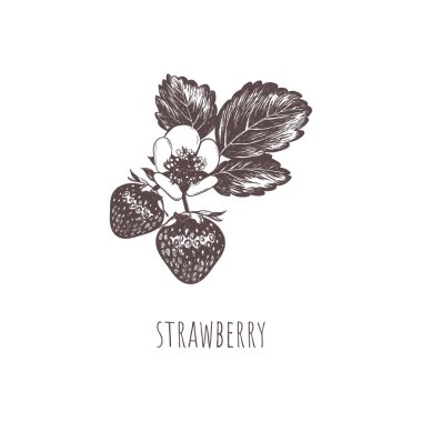 Çilekli çizim el çizimi.. 