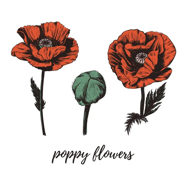 Red poppy flower vector illustration. — Stock Vector
