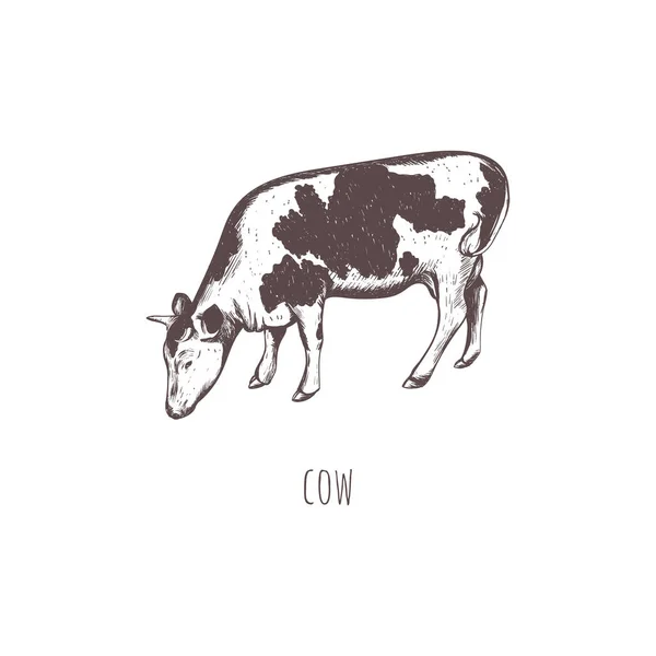 Croquis de vache illustration vectorielle . — Image vectorielle