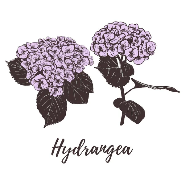 Dessin à la main vecteur hortensia violet . — Image vectorielle
