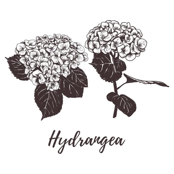Hydrangea flor vetor ilustração . — Vetor de Stock