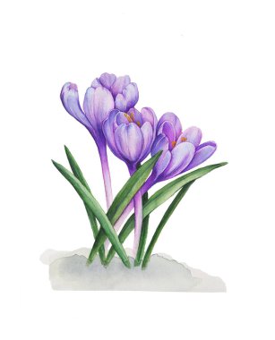 Crocus mor çiçekleri. Kar damlaları