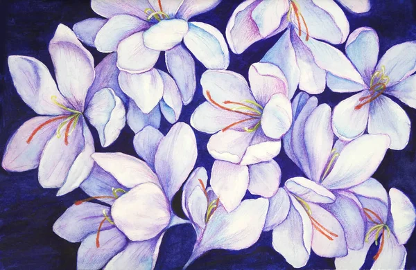 紫色の花を群生させます。スノードロップ — ストック写真