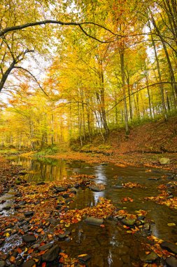 Ormandaki sonbahar sahne