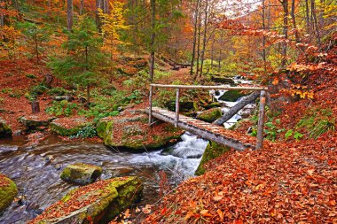 Ormandaki sonbahar sahne