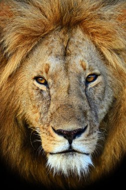 Masai Mara aslanlar