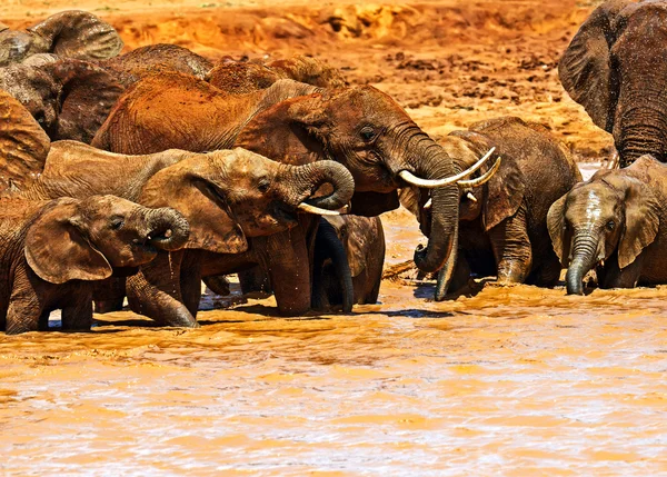 Troupeau d'éléphants dans la savane — Photo