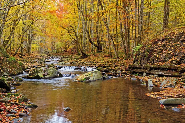 Paisagem de outono na floresta — Fotografia de Stock