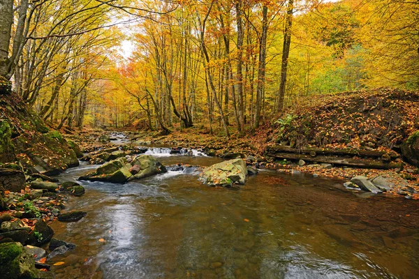 Paisaje otoñal en el bosque —  Fotos de Stock