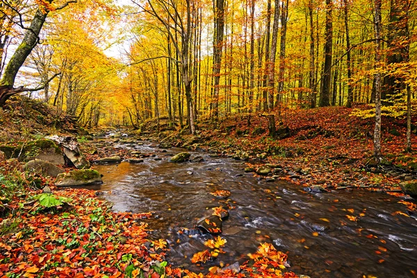 Podzimní krajina v lese — Stock fotografie