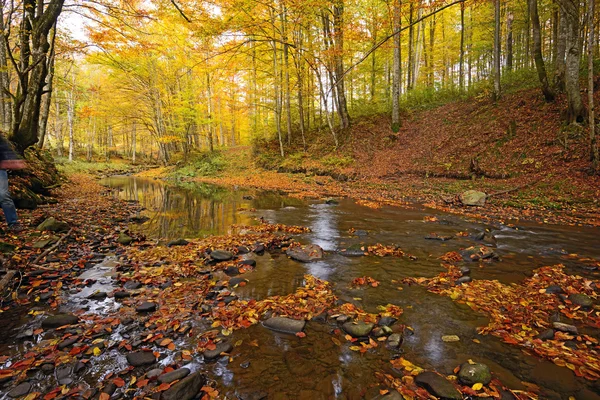 Paisaje otoñal en el bosque —  Fotos de Stock