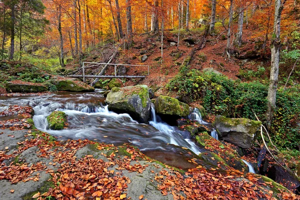 森の中の秋の風景 — ストック写真