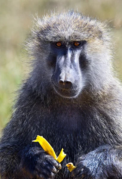 Portret van een volwassen baviaan — Stockfoto