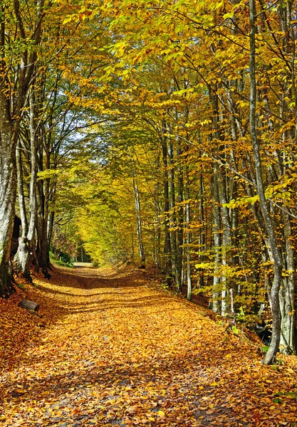 Paisaje otoñal en el bosque — Foto de Stock