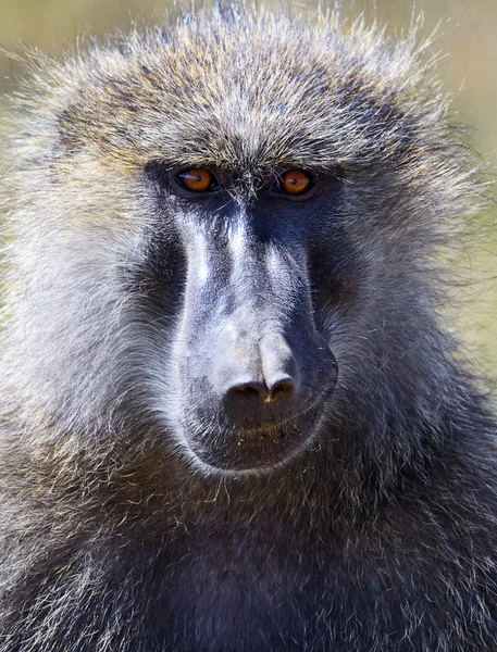 Retrato de um babuíno adulto — Fotografia de Stock