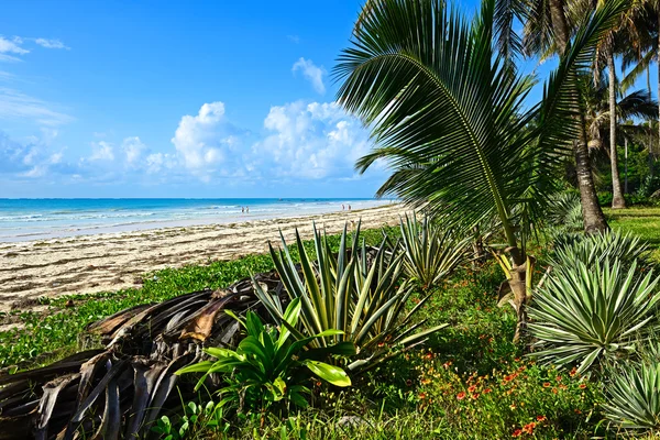 Schilderachtige kust Diani — Stockfoto