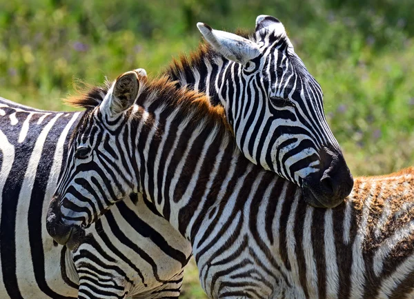 Afrika bozkırında zebra — Stok fotoğraf