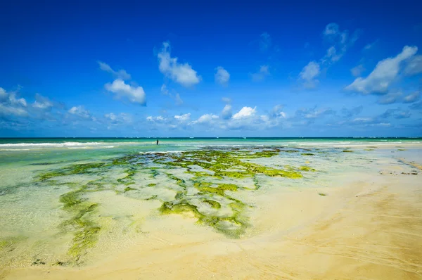 Picturesque coast Diani — Stock Photo, Image