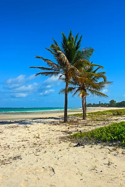 Schilderachtige kust Diani — Stockfoto