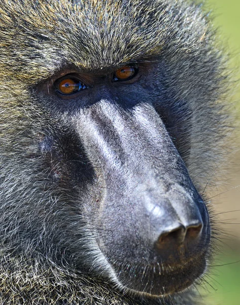 Porträtt av en vuxen babian — Stockfoto