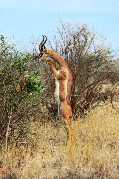 Giraffidae αντιλόπη gerenuk — Φωτογραφία Αρχείου