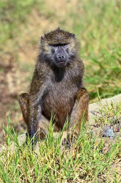 Baboon in de Afrikaanse savanne — Stockfoto