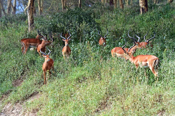 Antelope Impala ในพุ่มไม้ — ภาพถ่ายสต็อก