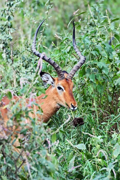 Antilop Impala Bush — Stok fotoğraf