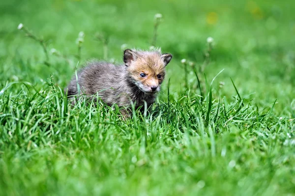 A raposa na natureza — Fotografia de Stock