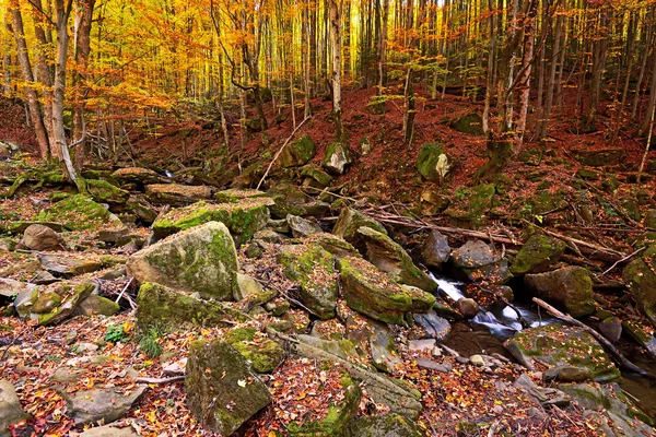 Høstlandskap i skogen – stockfoto