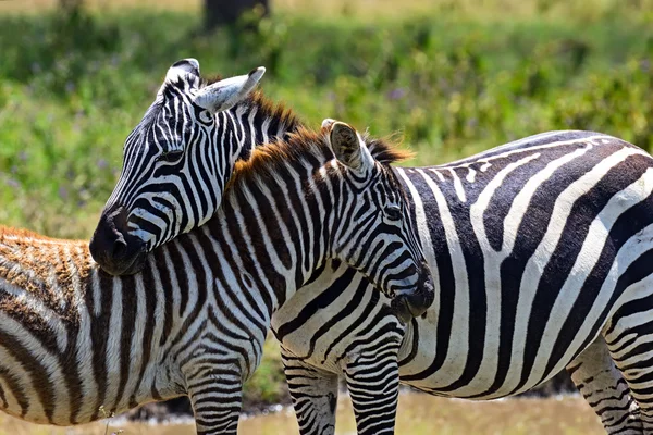 Afrika bozkırında zebra — Stok fotoğraf