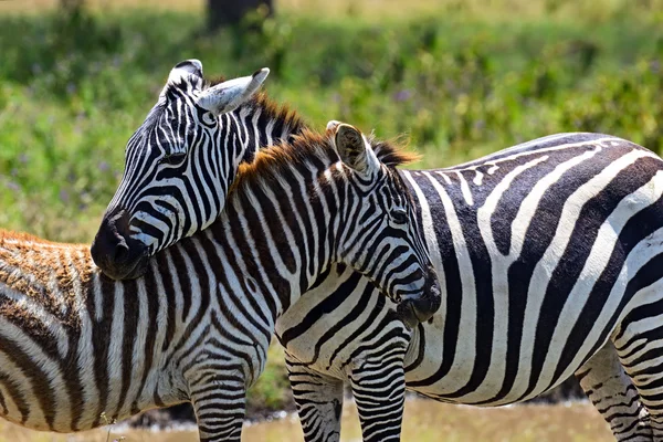 Zebra in der afrikanischen Savanne — Stockfoto