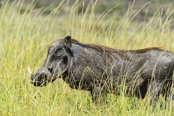 Wilde zwijnen in de savanne — Stockfoto