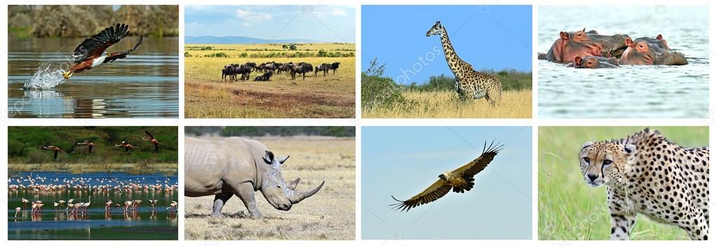 Collage fauna of Kenya