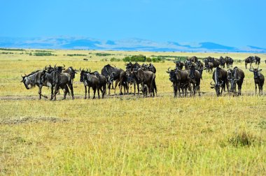 Vahşi Afrika Savannah Kenya wildebeest