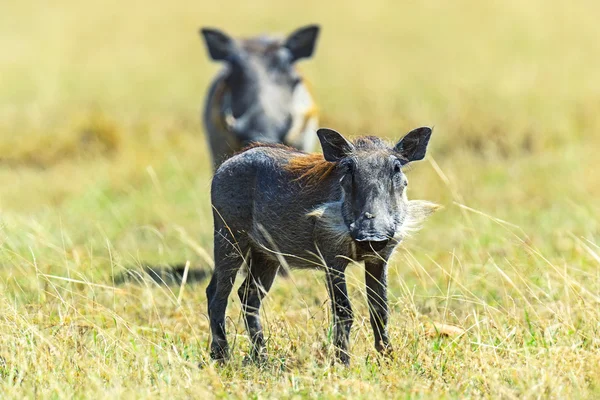 Wilde zwijnen in de savanne — Stockfoto