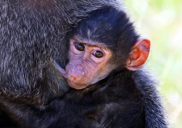 Retrato de um babuíno — Fotografia de Stock